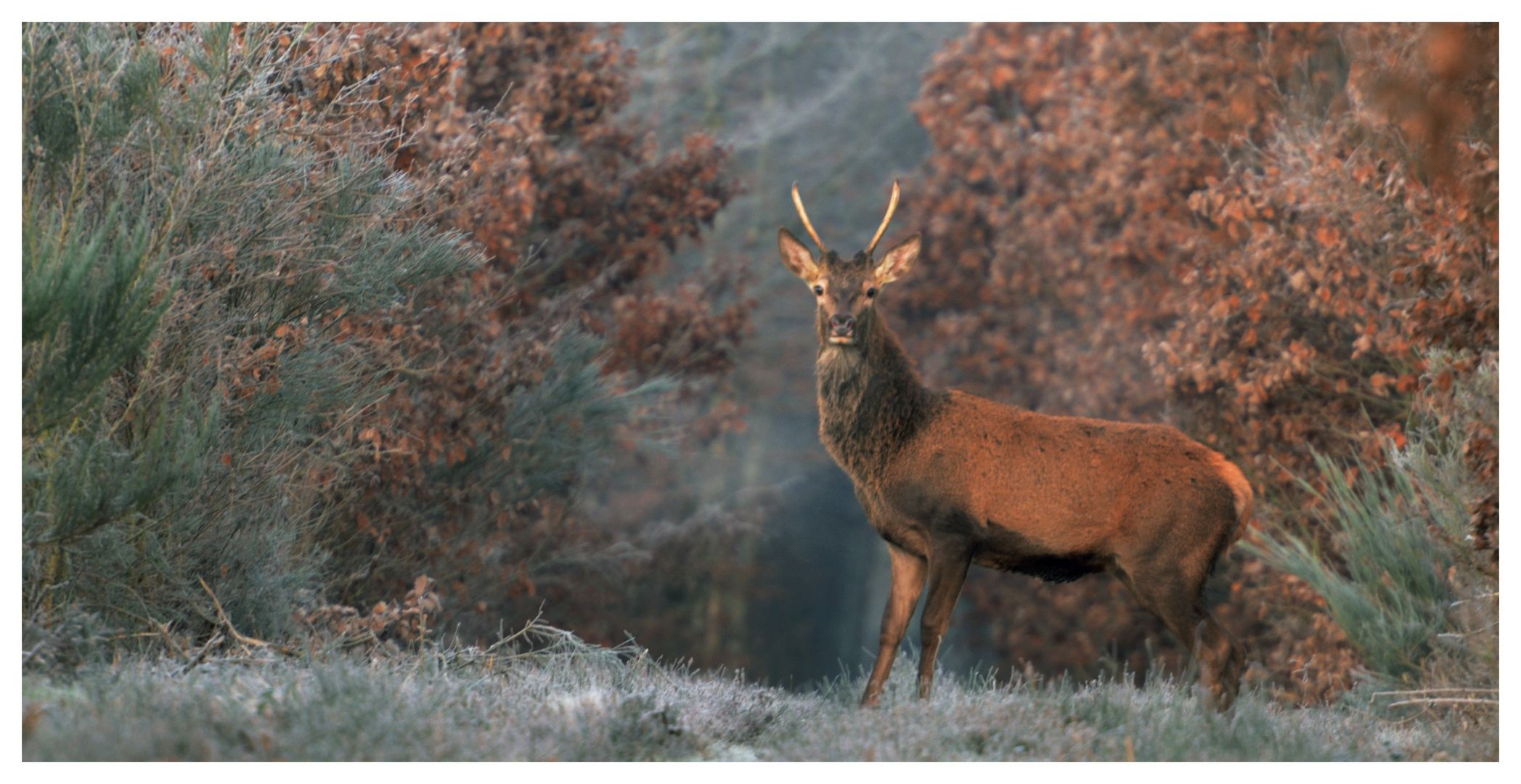 jeune cerf.