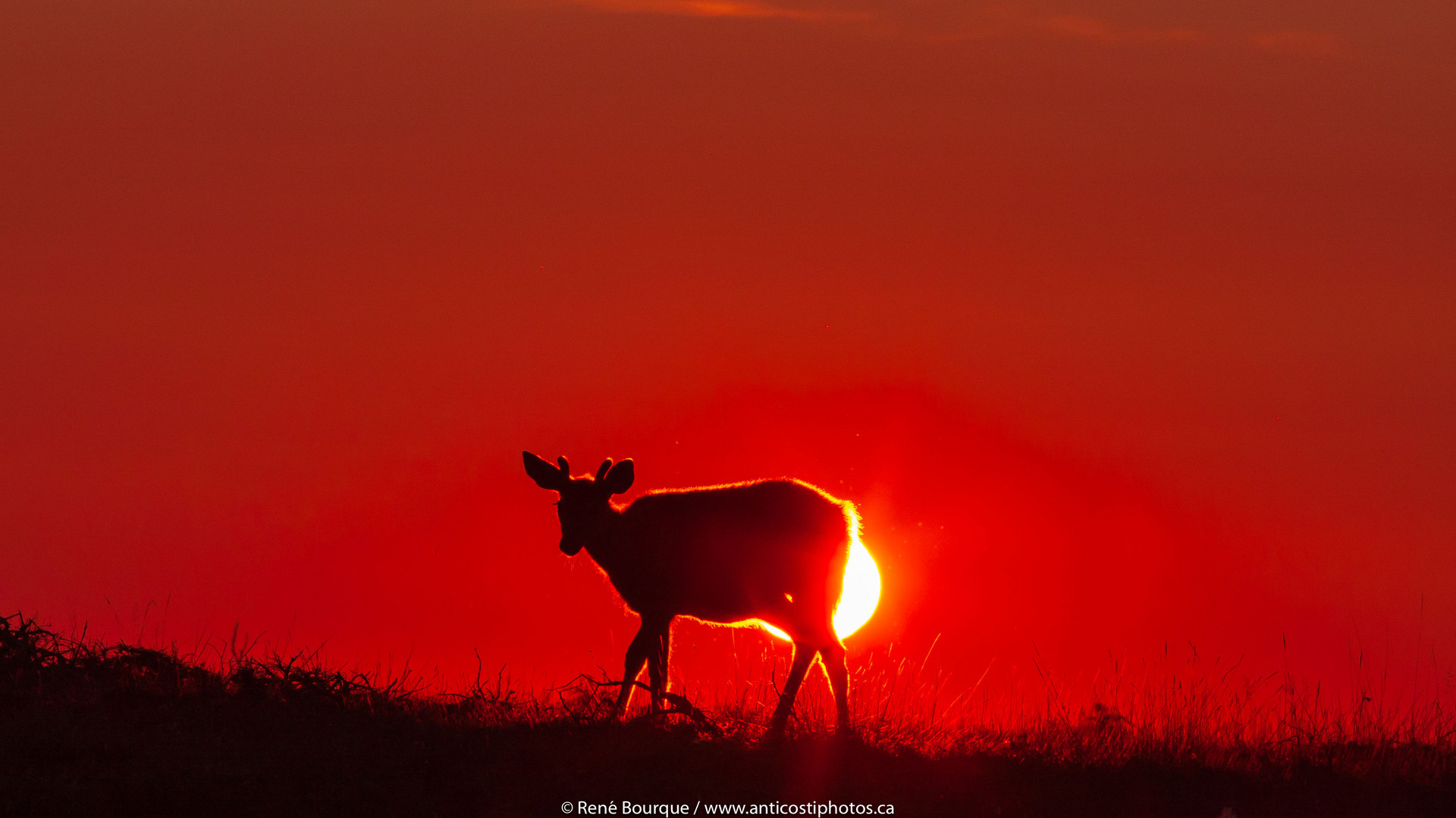 Jeune cerf à contre-jour, Anticosti