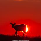 Jeune cerf à contre-jour, Anticosti