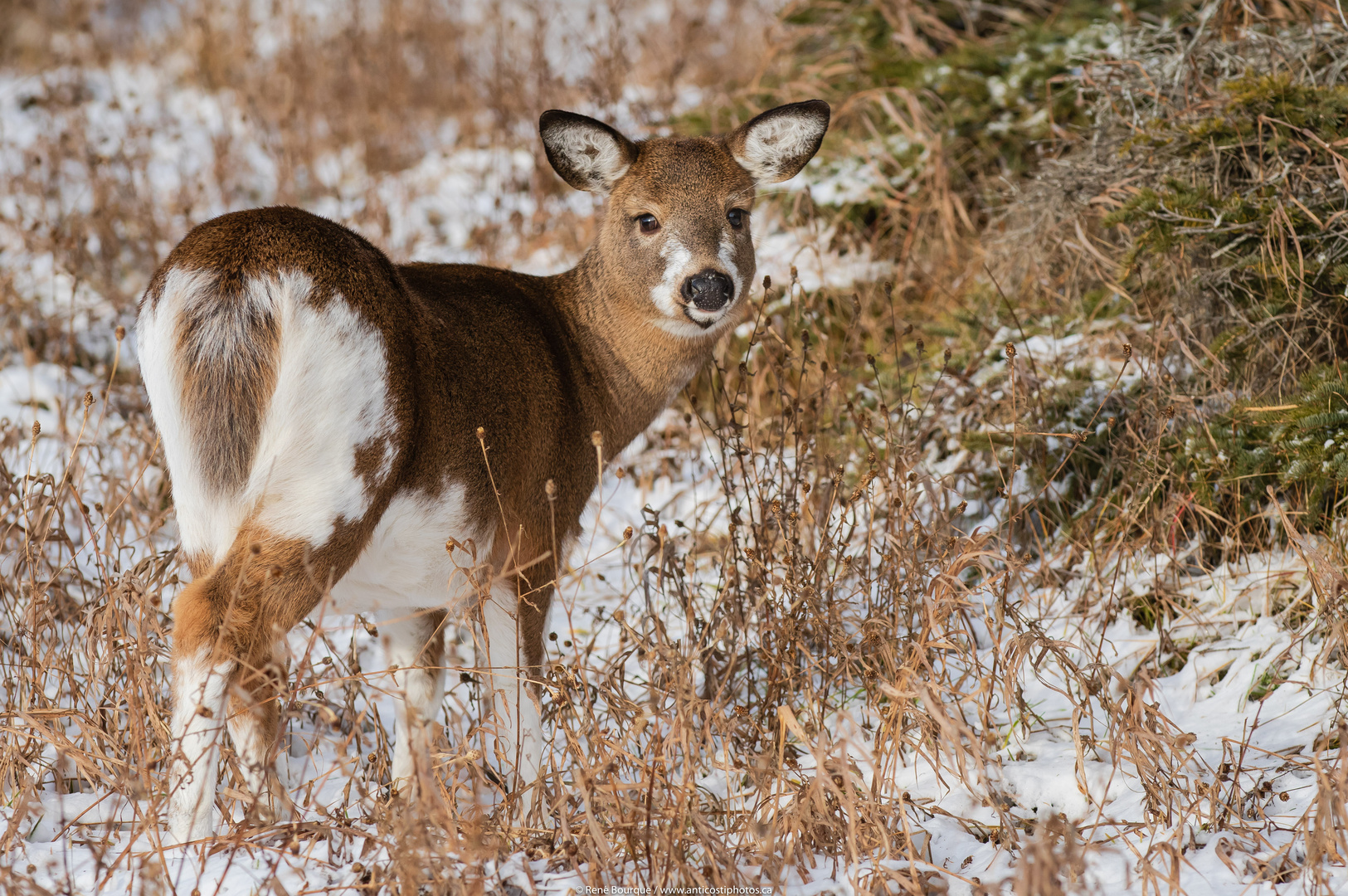 Jeune cerf au parfait camouflage, pour l'hiver... 