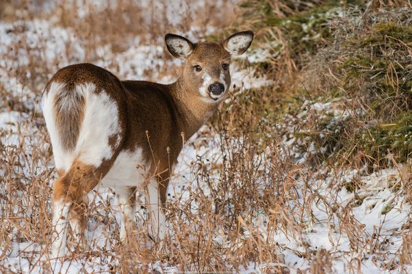 Jeune cerf au parfait camouflage, pour l'hiver...