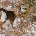 Jeune cerf au parfait camouflage, pour l'hiver... 