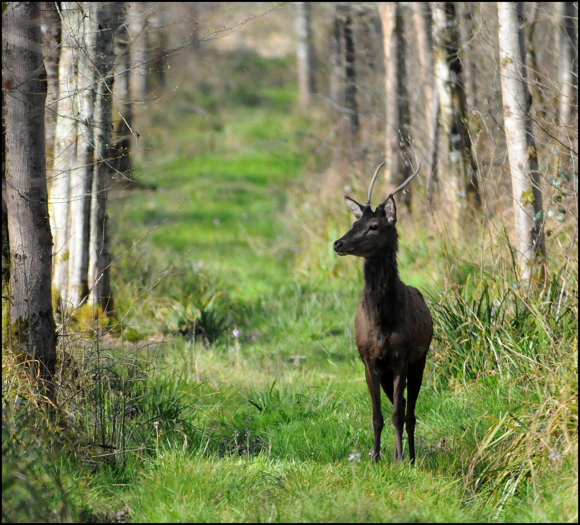 jeune cerf aubois