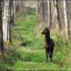 jeune cerf aubois