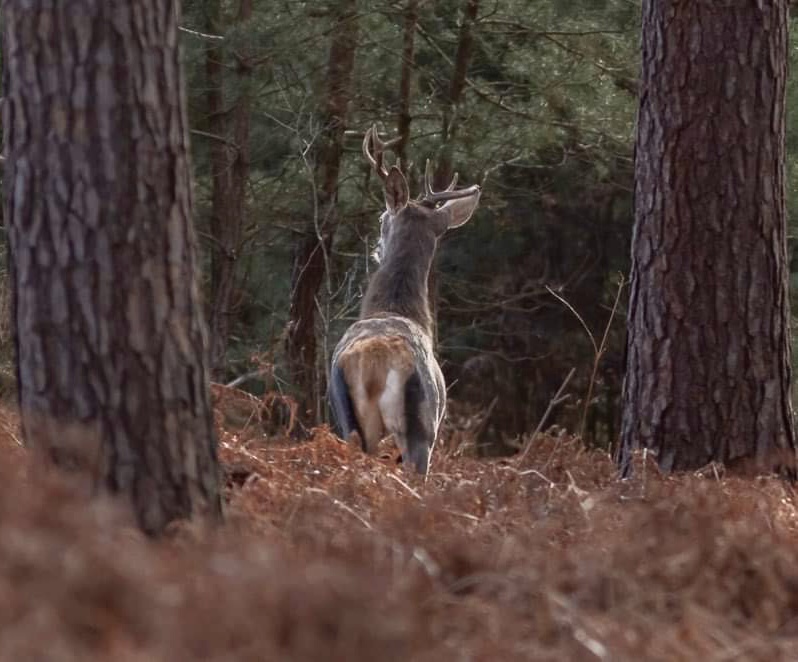 Jeune cerf