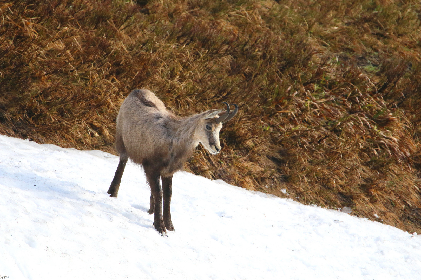 Jeune chamois