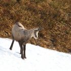 Jeune chamois