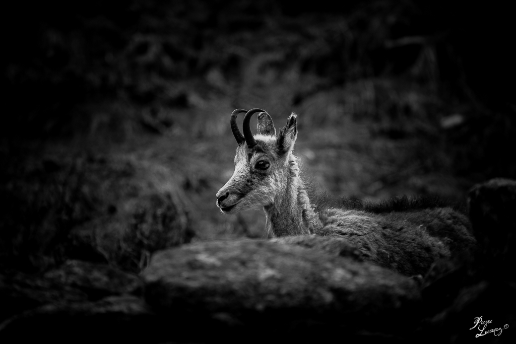 Jeune chamois