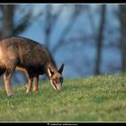 Jeune chamois - bis