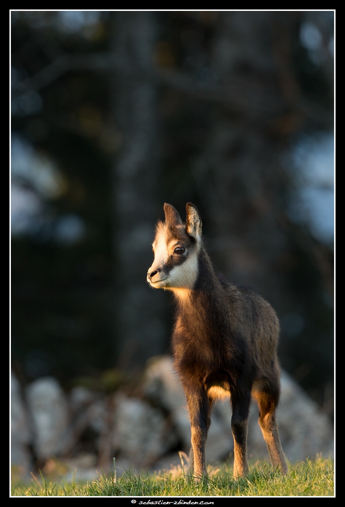 Jeune chamois de l'année