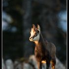 Jeune chamois de l'année