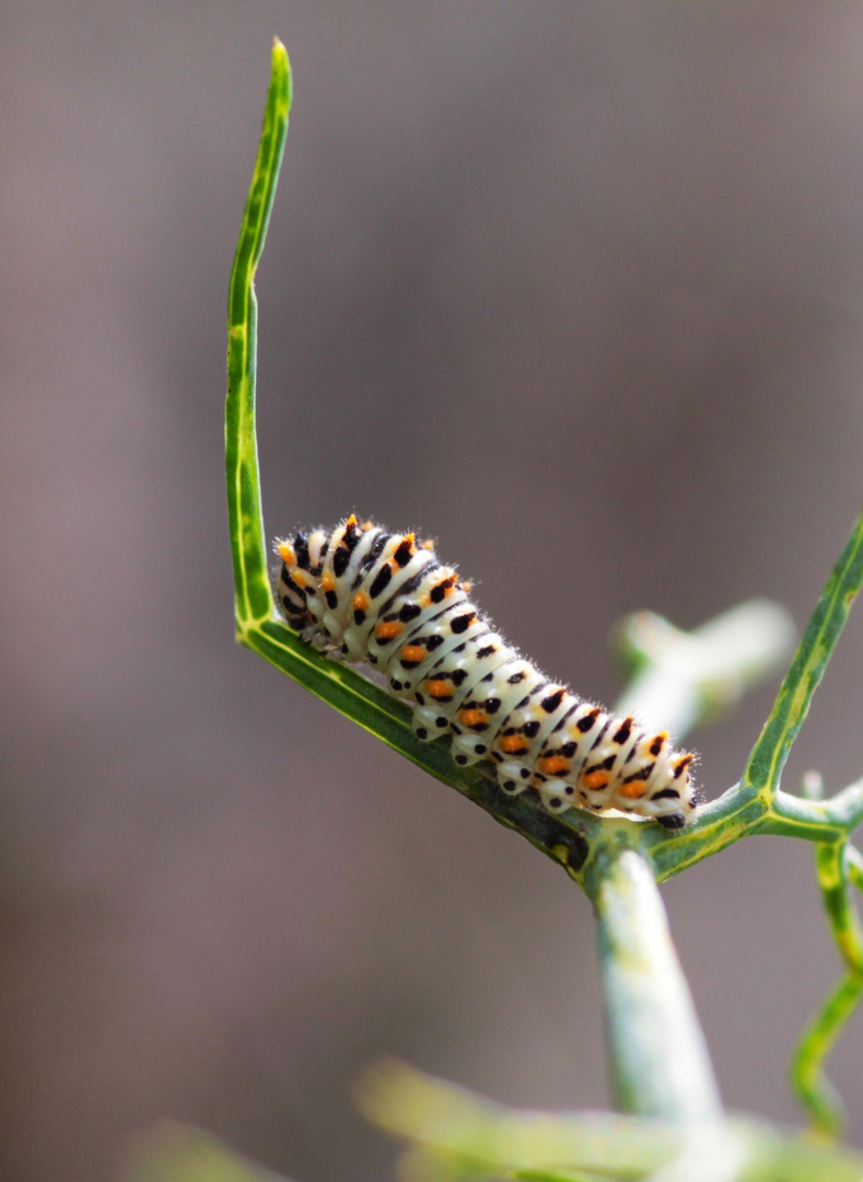 Jeune chenille de machaon