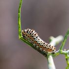 Jeune chenille de machaon