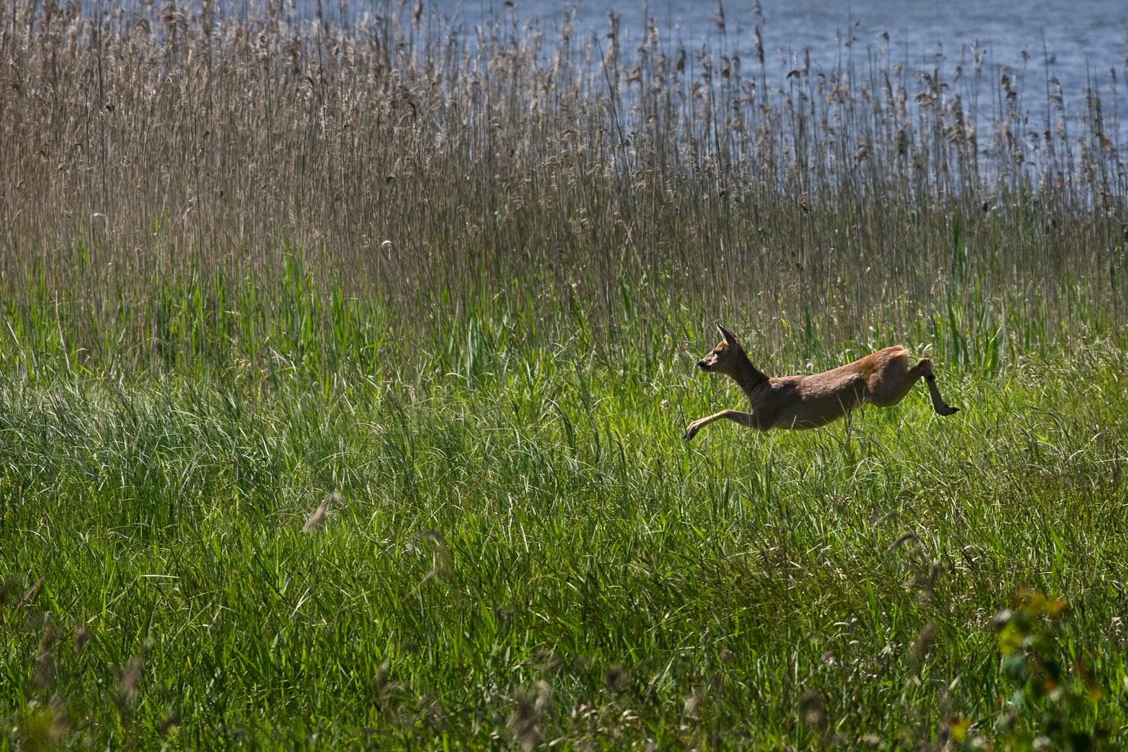 Jeune chevrette au bord de l'étang