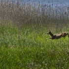 Jeune chevrette au bord de l'étang