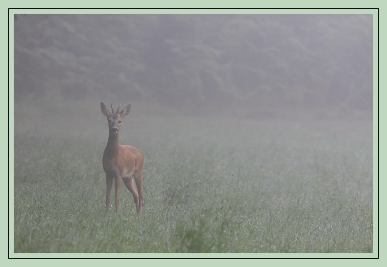 jeune chevreuil dans la brume