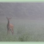 jeune chevreuil dans la brume