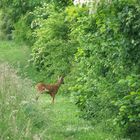 jeune chevreuil dans une allée verte