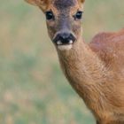 jeune chevreuille de quelques semaines