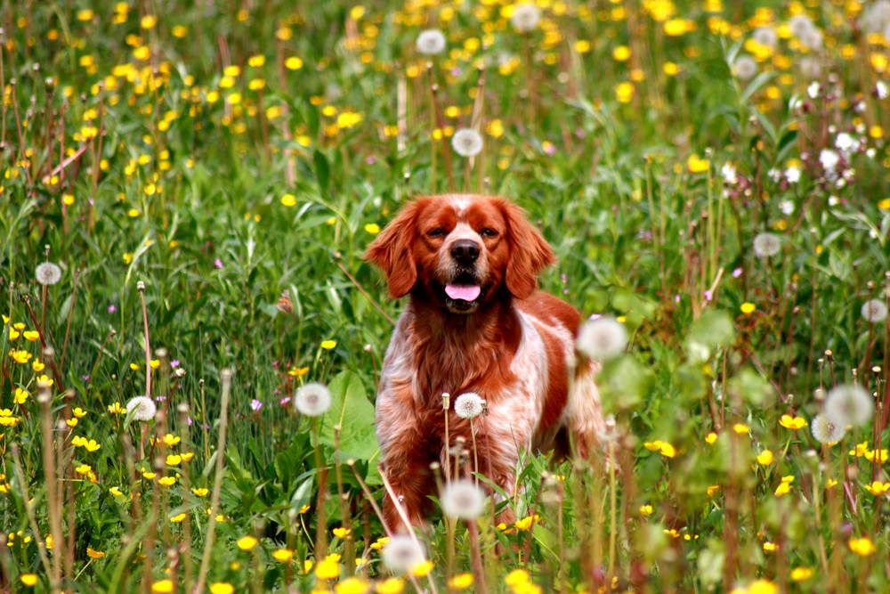 jeune chien