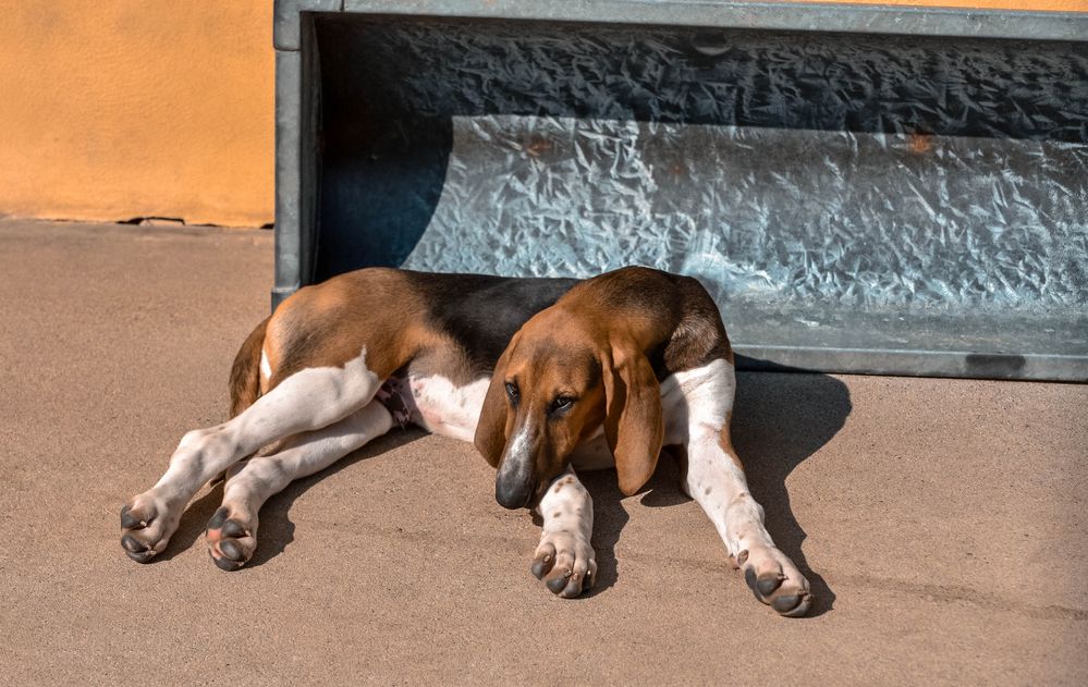 Jeune chien Poitevin 