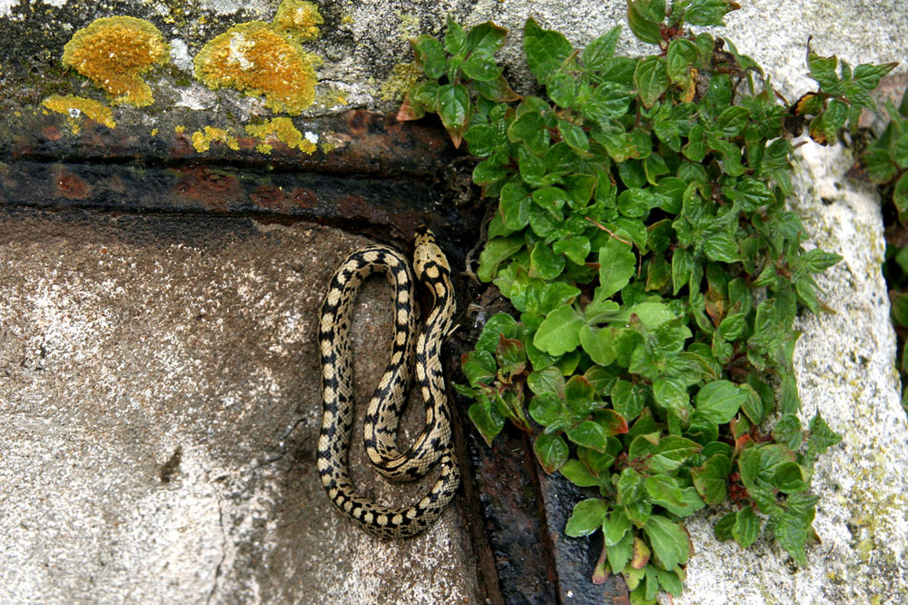 Jeune couleuvre à échelons, Elaphe scalaris