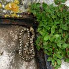 Jeune couleuvre à échelons, Elaphe scalaris