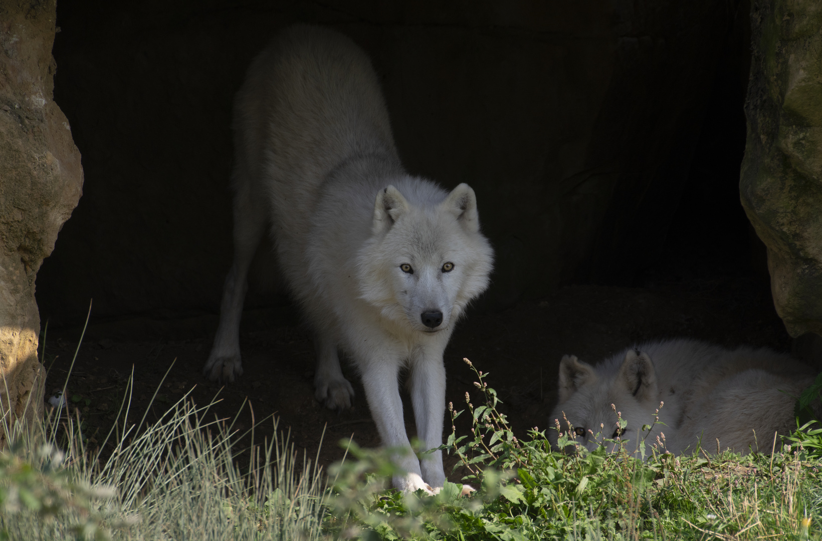 Jeune couple alpha dans sa tanière (Canis lupus arctos, loup arctique)