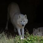Jeune couple alpha dans sa tanière (Canis lupus arctos, loup arctique)