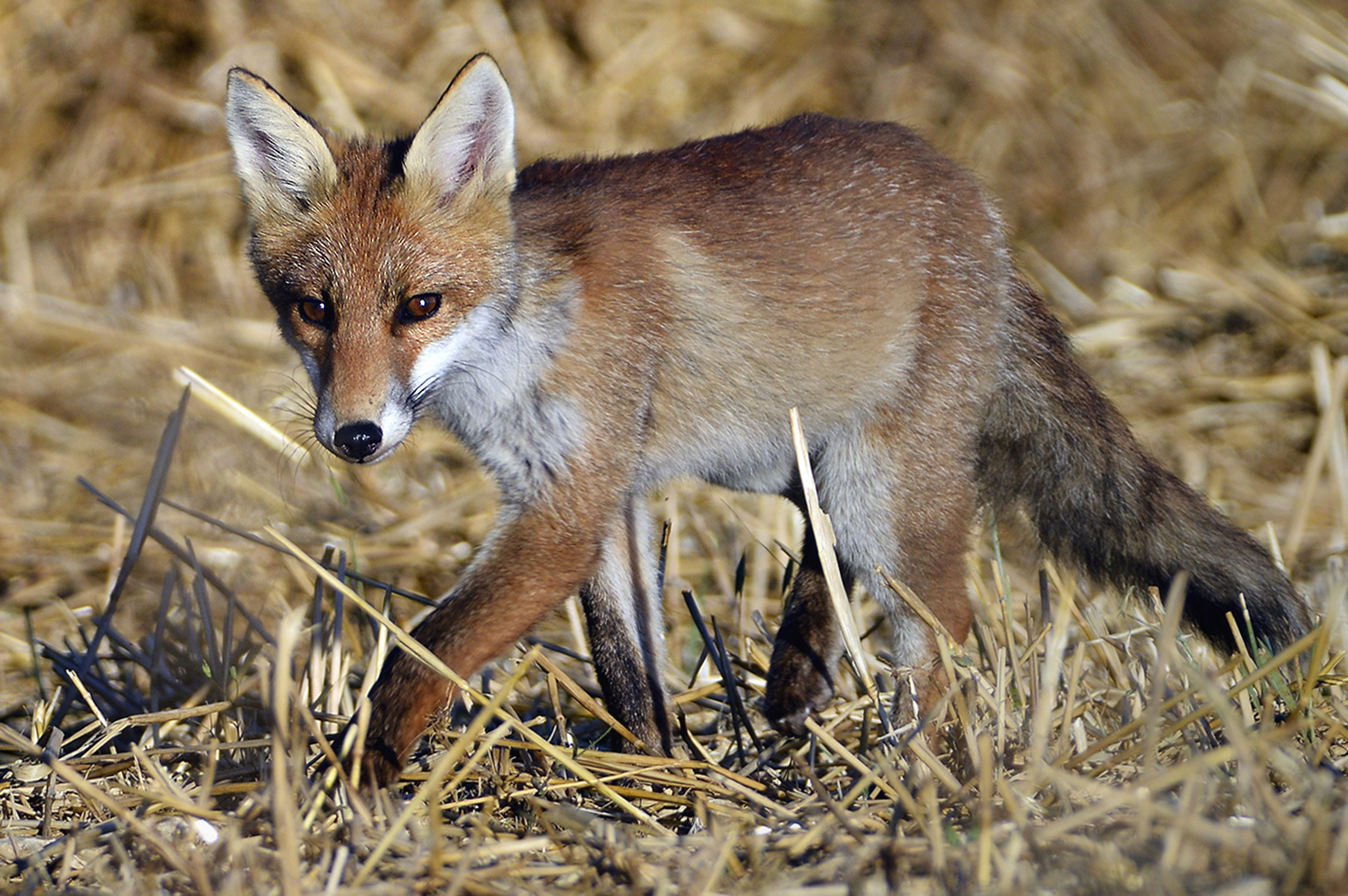 Jeune curieux.