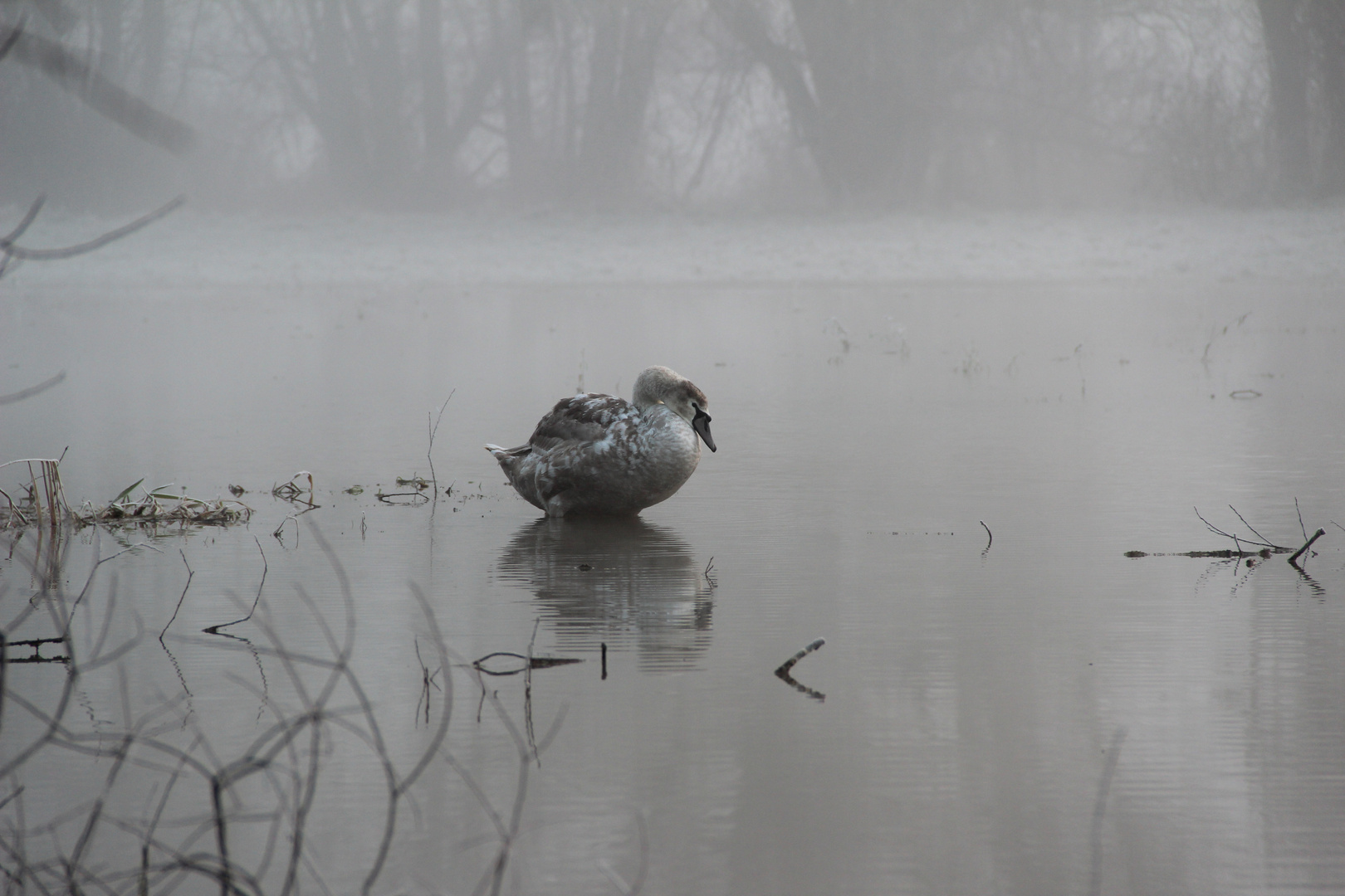 jeune cygne