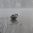 jeune cygne