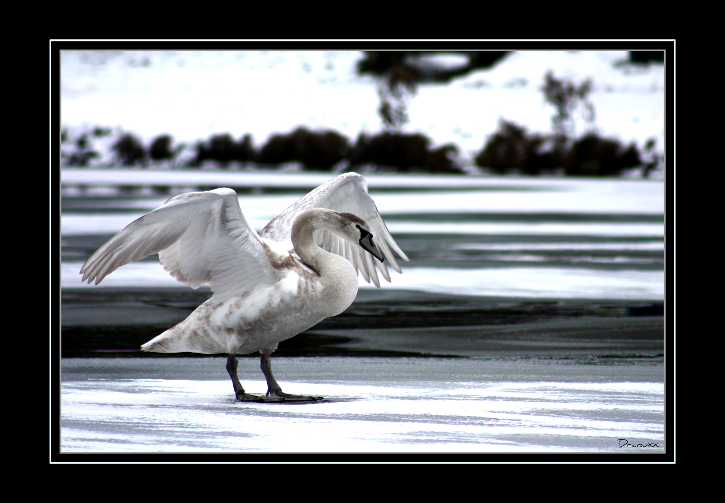 jeune cygne 2