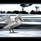 jeune cygne 2