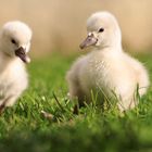 Jeune  cygne