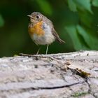 Jeune de l'année sur un tronc dans l'Illwald.