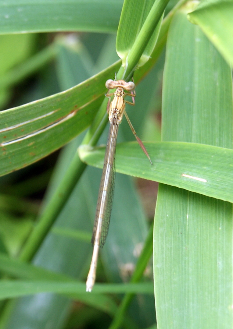 Jeune demoiselle