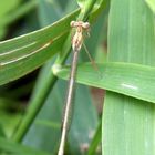 Jeune demoiselle