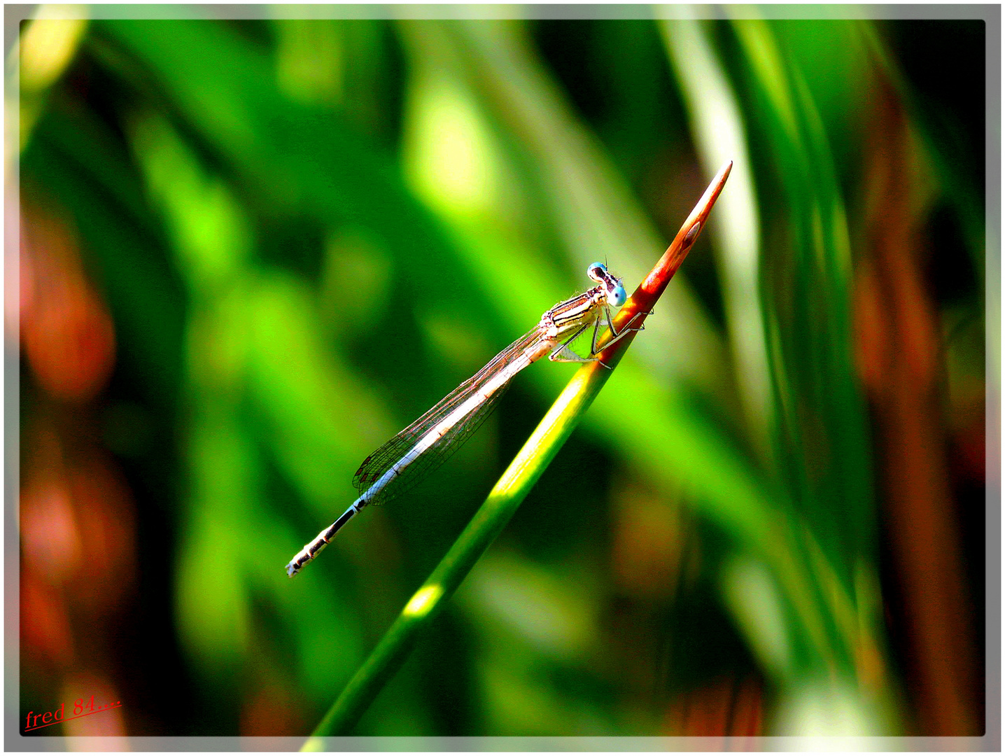 jeune demoiselle sur jeune pousse......