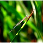 jeune demoiselle sur jeune pousse......