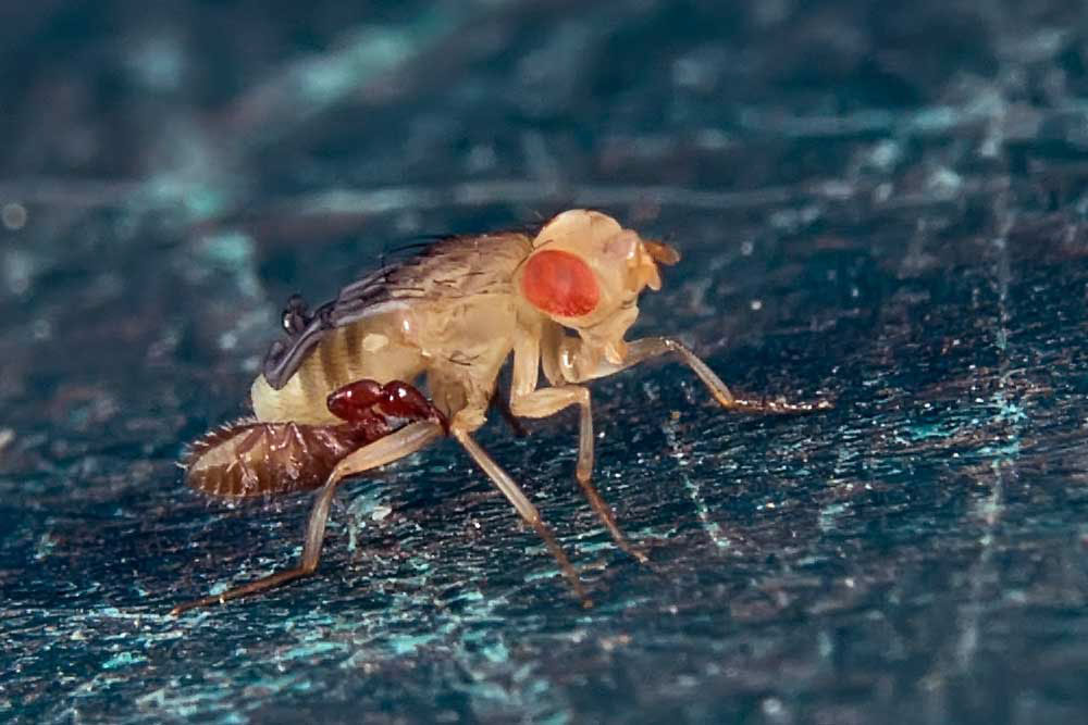 Jeune Drosophile traînant un Pseudoscorpion