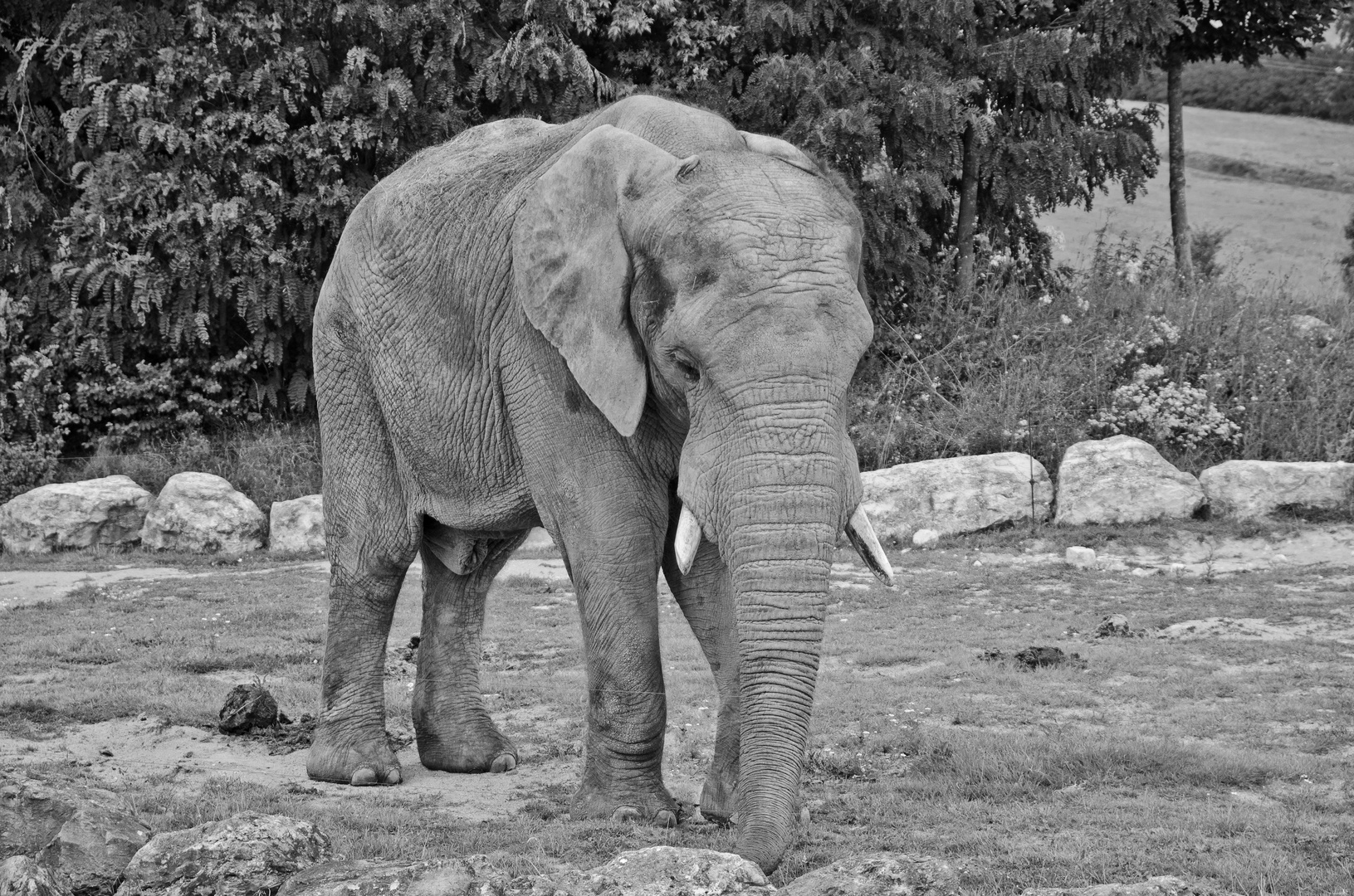 Jeune éléphant au zoo de Beauval