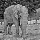 Jeune éléphant au zoo de Beauval