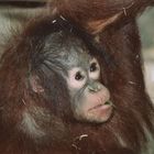 Jeune femelle Orang outan