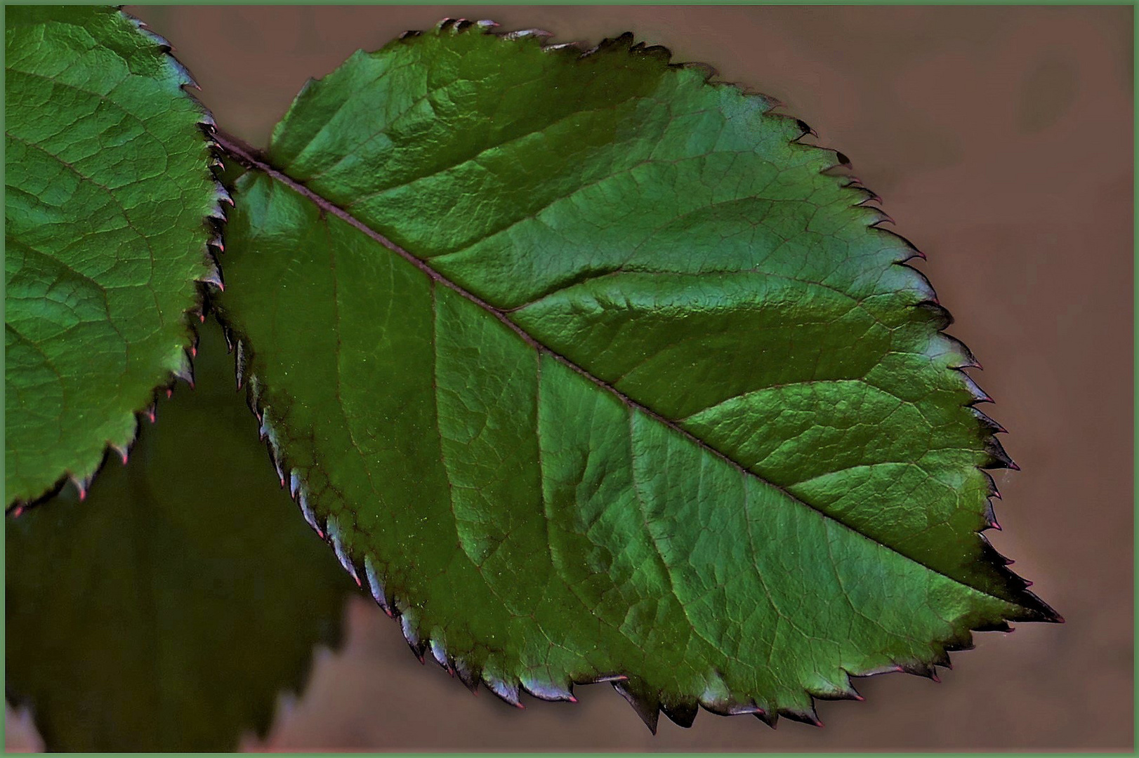 jeune feuille de rosier .....