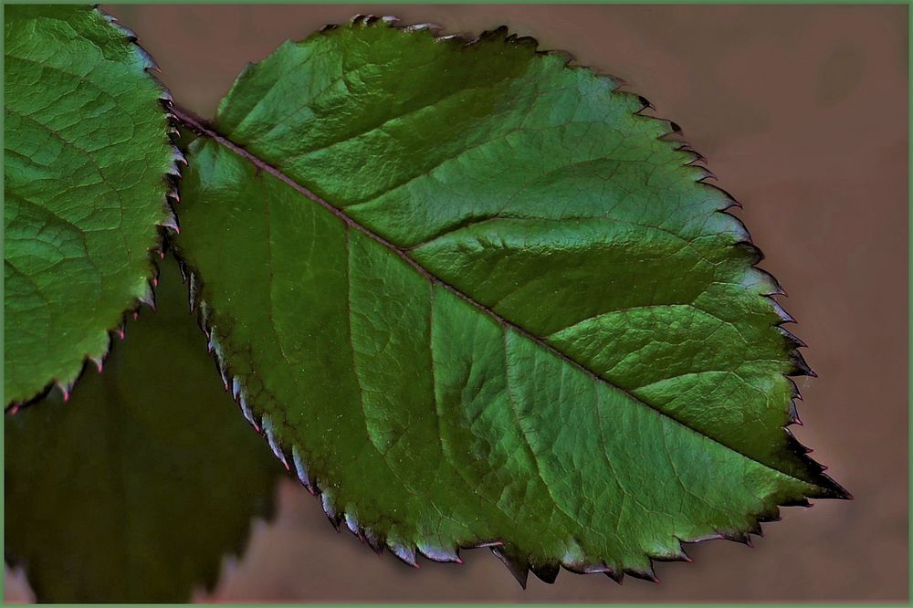 jeune feuille de rosier.. Foto Immagini italy, nature, world Foto su