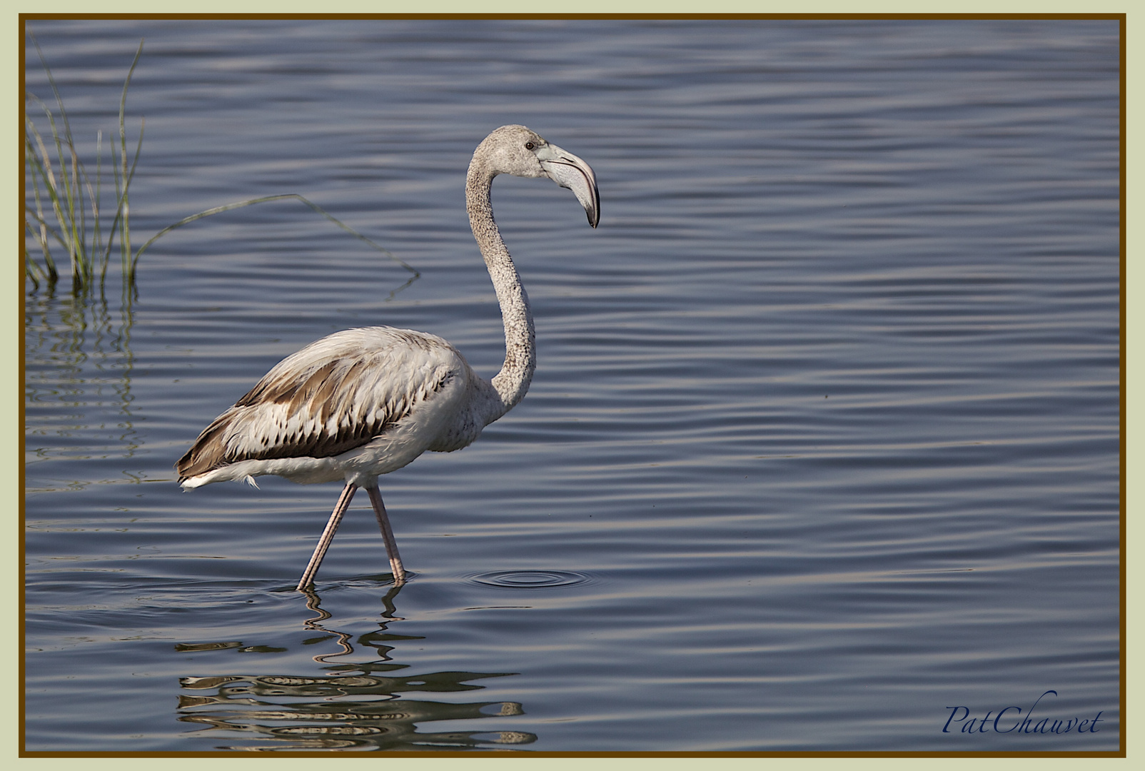 Jeune Flamant