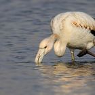 Jeune flamant rose