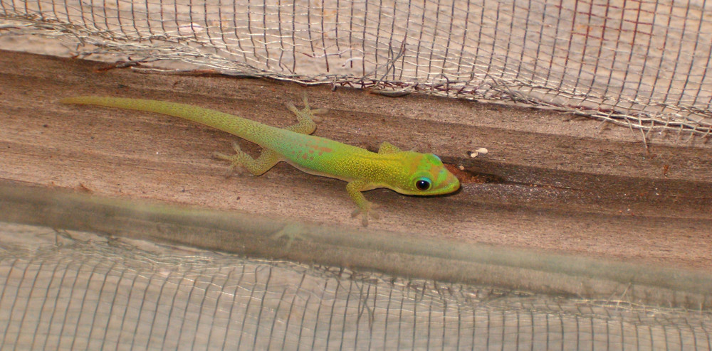 Jeune gecko