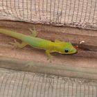 Jeune gecko